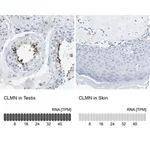Merck Anti-CLMN antibody produced in rabbit