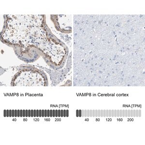Merck Anti-VAMP8 antibody produced in rabbit