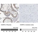 Merck Anti-VAMP8 antibody produced in rabbit