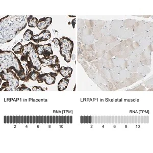 Merck Anti-LRPAP1 antibody produced in rabbit