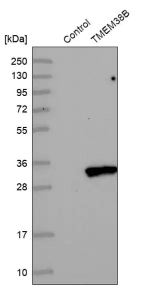 Merck Anti-TMEM38B antibody produced in rabbit