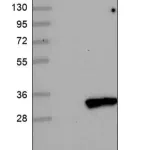 Merck Anti-TMEM38B antibody produced in rabbit