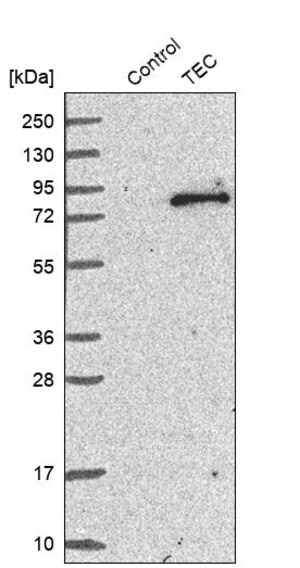 Merck Anti-TEC antibody produced in rabbit