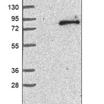 Merck Anti-TEC antibody produced in rabbit
