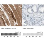 Merck Anti-JPH1 antibody produced in rabbit