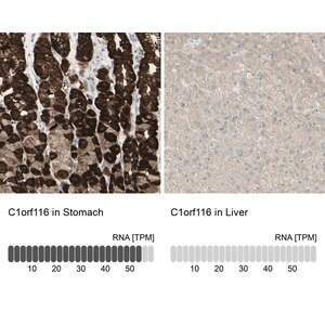 Merck Anti-C1orf116 antibody produced in rabbit