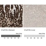 Merck Anti-C1orf116 antibody produced in rabbit