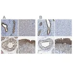 Merck Anti-TES antibody produced in rabbit