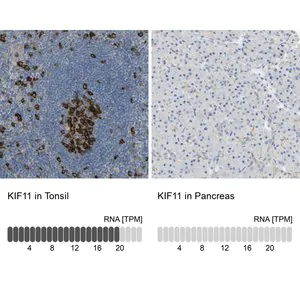 Merck Anti-KIF11 antibody produced in rabbit