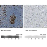 Merck Anti-KIF11 antibody produced in rabbit