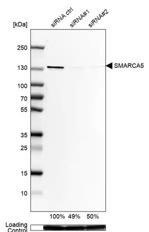 Merck Anti-SMARCA5 antibody produced in rabbit