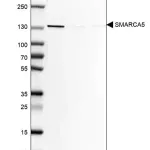 Merck Anti-SMARCA5 antibody produced in rabbit
