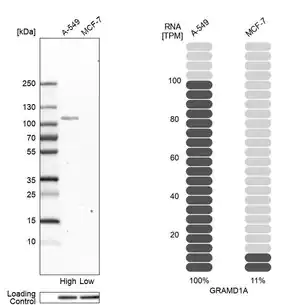 Merck Anti-GRAMD1A antibody produced in rabbit