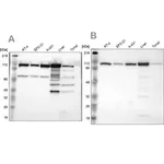 Merck Anti-MTHFD1 antibody produced in rabbit