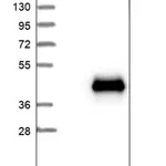 Merck Anti-CGREF1 antibody produced in rabbit