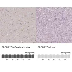 Merck Anti-SLC6A17 antibody produced in rabbit