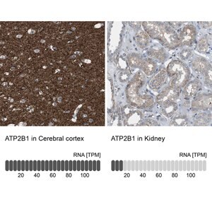 Merck Anti-ATP2B1 antibody produced in rabbit