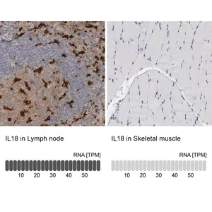 Merck Anti-IL18 antibody produced in rabbit