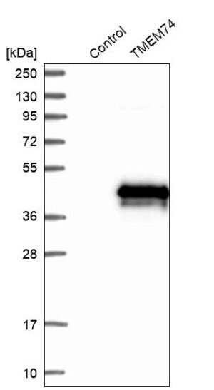 Merck Anti-TMEM74 antibody produced in rabbit