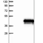 Merck Anti-TMEM74 antibody produced in rabbit