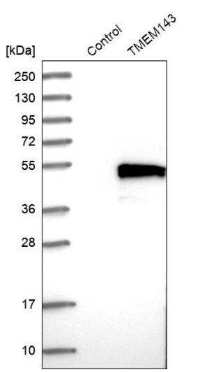 Merck Anti-TMEM143 antibody produced in rabbit