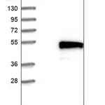 Merck Anti-TMEM143 antibody produced in rabbit