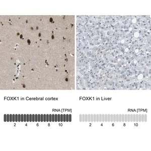 Merck Anti-FOXK1 antibody produced in rabbit