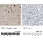 Merck Anti-FOXK1 antibody produced in rabbit