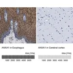 Merck Anti-ANXA1 antibody produced in rabbit