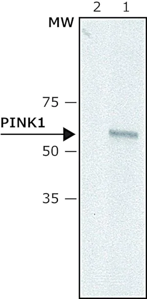Merck Anti-PINK1 (N-terminal) antibody produced in rabbit