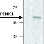 Merck Anti-PINK1 (N-terminal) antibody produced in rabbit