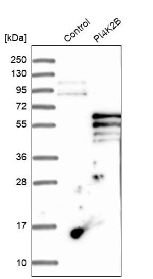 Merck Anti-PI4K2B antibody produced in rabbit