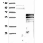 Merck Anti-PI4K2B antibody produced in rabbit