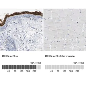 Merck Anti-KLK5 antibody produced in rabbit