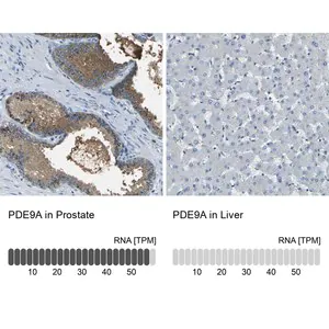 Merck Anti-PDE9A antibody produced in rabbit