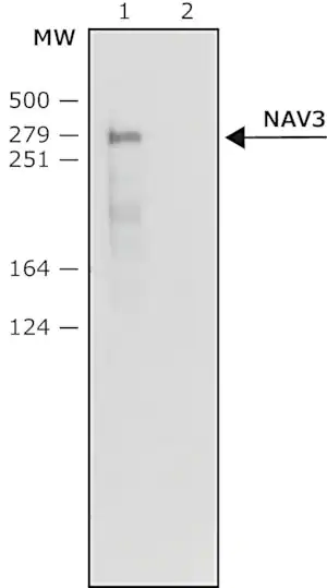 Merck Anti-NAV3 (N-terminal) antibody produced in rabbit