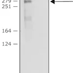 Merck Anti-NAV3 (N-terminal) antibody produced in rabbit