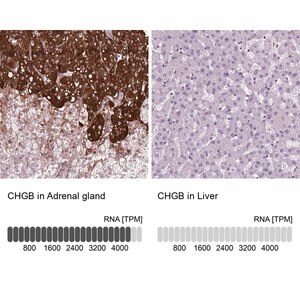 Merck Anti-CHGB antibody produced in rabbit