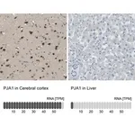 Merck Anti-PJA1 antibody produced in rabbit