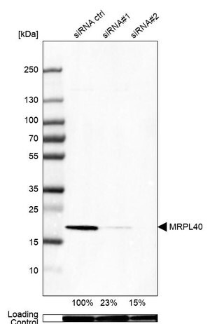 Merck Anti-MRPL40 antibody produced in rabbit