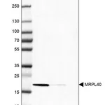 Merck Anti-MRPL40 antibody produced in rabbit