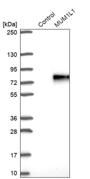 Merck Anti-MUM1L1 antibody produced in rabbit