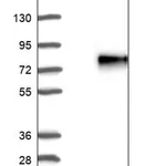 Merck Anti-MUM1L1 antibody produced in rabbit