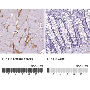 Merck Anti-ITIH4 antibody produced in rabbit