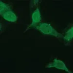 Merck Anti-NR4A2 antibody produced in rabbit