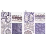 Merck Anti-MPP5 antibody produced in rabbit