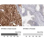 Merck Anti-MYOM2 antibody produced in rabbit