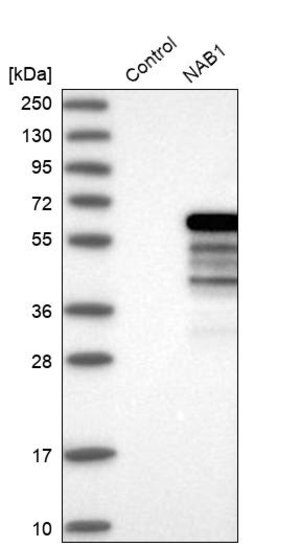 Merck Anti-NAB1 antibody produced in rabbit