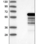 Merck Anti-NAB1 antibody produced in rabbit