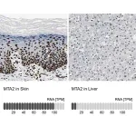 Merck Anti-MTA2 antibody produced in rabbit
